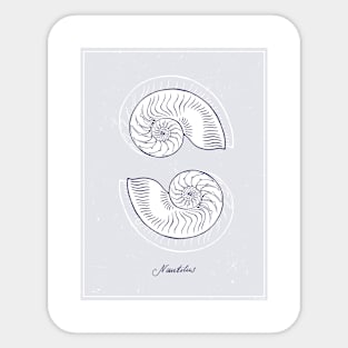 Nautilus Tiger Shells. Realistic sea life drawings. Sticker